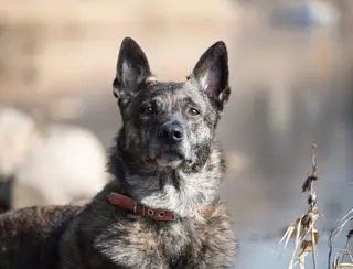 Odszedł pies ratowniczy Arrow 