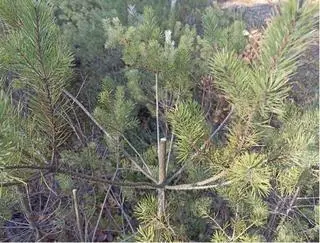 Ktoś zbudował szałas z samosiewu sosen