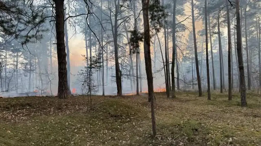 Pożar lasu w Zielonce