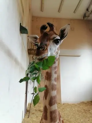 Pietruszka urodziła się w warszawskim zoo