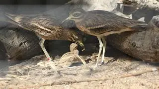 Pisklę kulona wykluło się w stołecznym zoo 