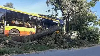 Połamane drzewa przy Czerniakowskiej (zdjęcie z piątku)