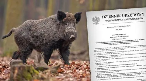 Będą strzelać do dzików. Nie powiedzą gdzie, ale ma być bezpiecznie