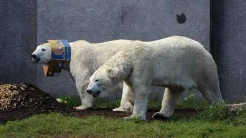Niedźwiedzie polarne Gregor i Aulet z warszawskiego zoo 