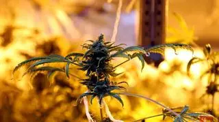 Fabryka marihuany w mieszkaniu