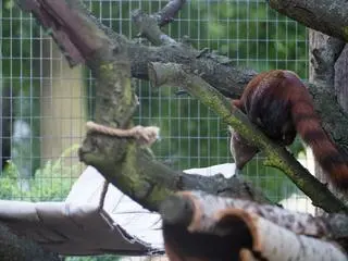 Galidia kasztanowata nowym mieszkańcem zoo