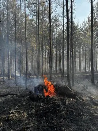 Pożar lasu w Karczewie 