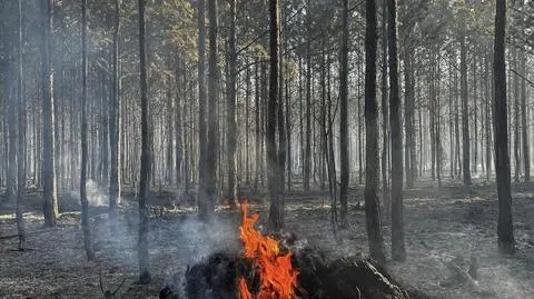 Pożar lasu w Karczewie 