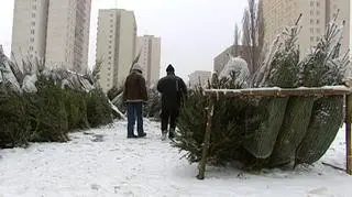 1000 choinek zostanie rozdanych