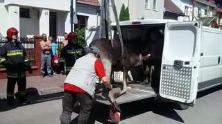 Łoś zawisł na ogrodzeniu