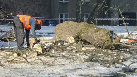 "Mamy coraz więcej sygnałów". Wycinka za wycinką, ratusz bezradny