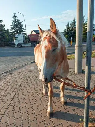 8-letni kucyk biegał po ulicy w Radomiu 