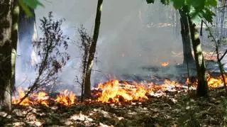 Pożar lasu na Bielanach