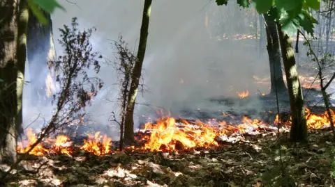 Pożar w lesie na Bielanach