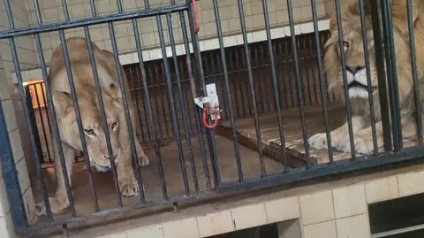 Mężczyzna próbował dostać się na wybieg lwów