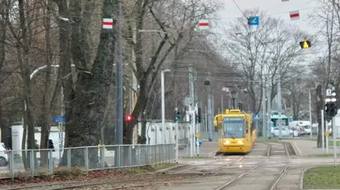 Przytną drzewa przy Jagiellońskiej. "Rozrastają się na trakcję"