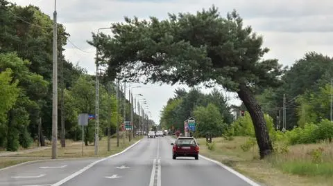 Stała się symbolem Falenicy, znów grozi jej wycinka? Sosna nie jest pomnikiem przyrody