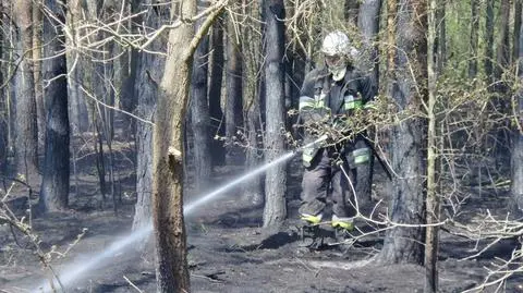 Pożar w Puszczy Kampinoskiej. Strażacy bronili domostw