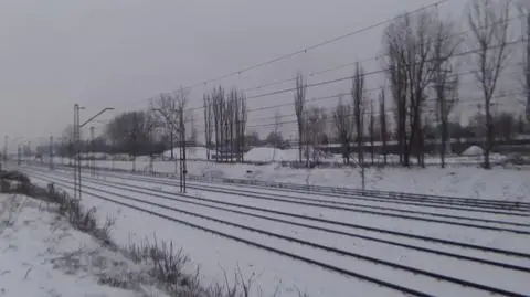 Kolejarze planują wycinkę 750 drzew. Nowych nie posadzą, bo nie muszą