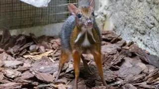 W stołecznym zoo urodził się kolejny myszojeleń