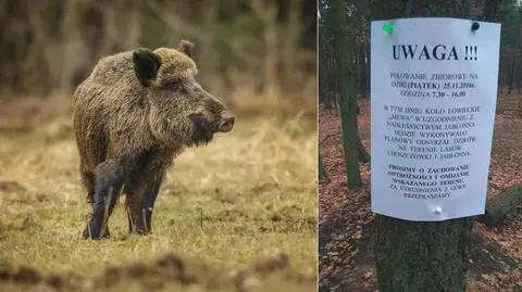 Polowanie w lesie pełnym spacerowiczów