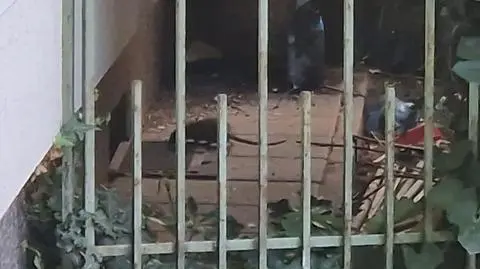 Problem ze szczurami przy bloku na Woli