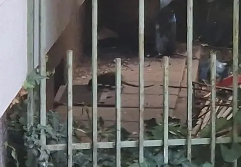 "Myślała, że dokarmia koty"