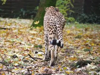 Wilma w warszawskim zoo