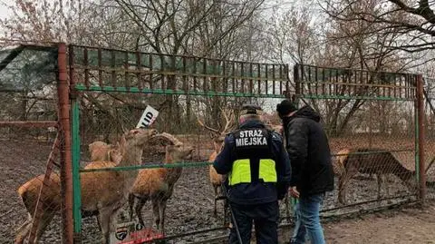 Jelenie uciekły przez dziurę w ogrodzeniu 