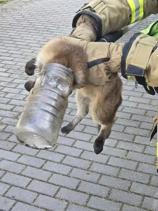 Głowa młodego lisa utknęła w słoiku