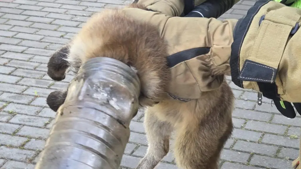 Młody lis utknął w plastikowym słoiku