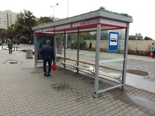 Rozchodnik na dachu przystanku autobusowego