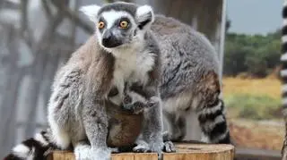 Mały lemur katta wraz z mamą