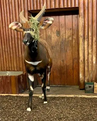 Matayo to nowy mieszkaniec stołecznego zoo