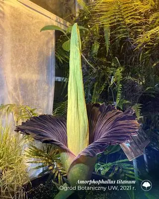 Dziwidło olbrzymie w Ogrodzie Botanicznym UW