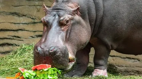 Tak wyglądały 40. urodziny najstarszego hipopotama nilowego w Polsce w Warszawskim Zoo