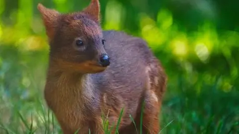 Drugi najmniejszy jeleń na świecie urodził się w stołecznym zoo