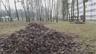 Liście na trawniku na Kaliskiego