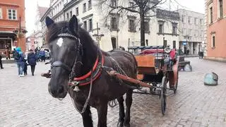 Na warszawskiej starówce w od wielu lat funkcjonowało siedem dorożek