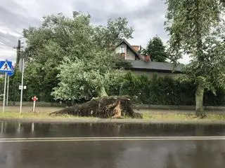 Drzewo przewróciło się na dom w Żyrardowie 