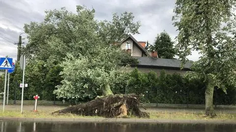 Drzewo przewróciło się na dom w Żyrardowie 