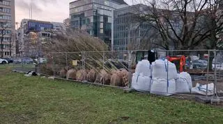 Sadzenie drzew wzdłuż torowiska na Marszałkowskiej