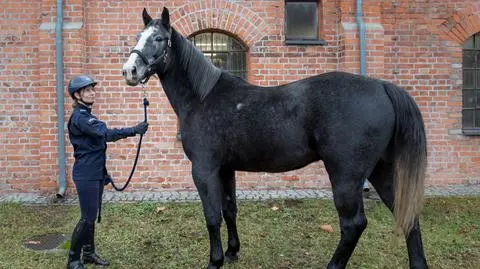 Nowe konie w służbie stołecznej policji