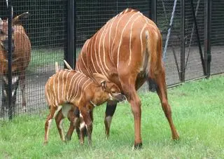 W warszawskim zoo urodziła się antylopa bongo