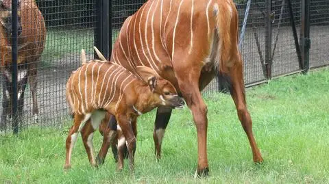 W warszawskim zoo urodziła się antylopa bongo. "Sukces hodowlany w skali całego kraju"