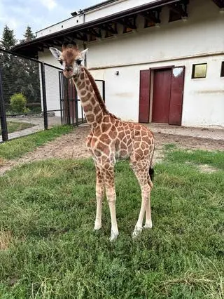Żyrafa Pietruszka świętuje swoje pierwsze urodziny