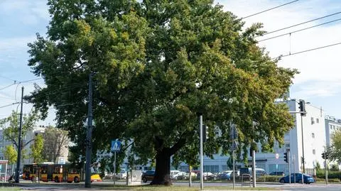 Warszawskie Drzewo Roku