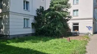 Problem ze szczurami przy bloku na Woli