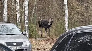 "Z pozoru wydawała się spokojna".