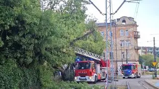 Strażacy usuwają powalone drzewo na Pradze 